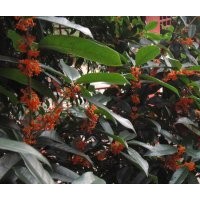 安慶龍山名樹(shù)園出售大規(guī)格桂花