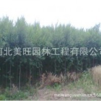 供應(yīng)3公分白榆