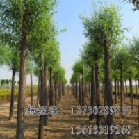 嫁接香花槐海源廠家供應(yīng)