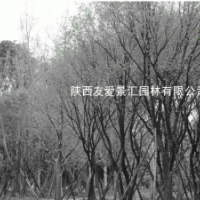 西安苗圃 叢元寶楓 各種海棠、玉蘭 法桐 油松