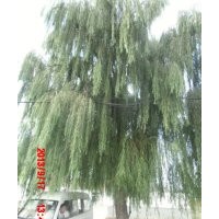 供應(yīng)垂柳