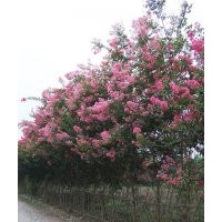 成都紫薇價(jià)格 成都紫薇報(bào)價(jià) 紫薇品種 紫薇規(guī)格