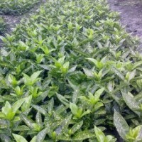 成都灑金珊瑚價(jià)格 成都灑金珊瑚報(bào)價(jià) 灑金珊瑚品種 灑金珊瑚規(guī)格