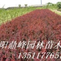 供應(yīng)紅葉小檗，金葉女貞，紅葉石楠，地柏，扶芳藤，衛(wèi)矛