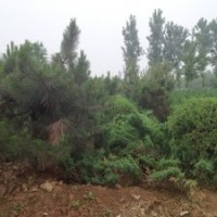 供應(yīng)保定北京檜柏報(bào)價(jià)