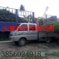 安徽大葉女貞、香樟、烏桕、三角楓、紫薇、桂花、紅葉李、欒樹