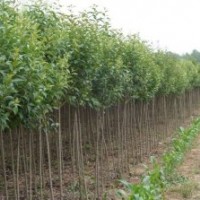 大葉女貞，安徽大葉女貞，大葉女貞價格，求購大葉女貞