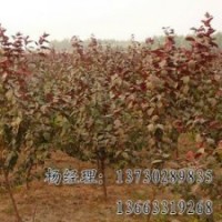 金葉榆專業(yè)供應(yīng)海源廠家