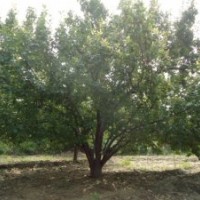 銷售各種規(guī)格八棱海棠樹