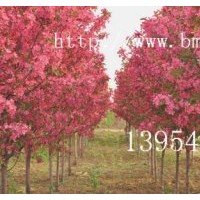 北美海棠，臨沂北美海棠，北美海棠芽苗，木瓜苗，流蘇苗