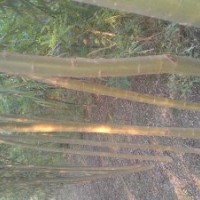 低價出售各種規(guī)格柳樹