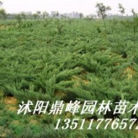 供應(yīng):金葉女貞，紅葉小檗，蜀檜,龍柏、地柏，扶芳藤