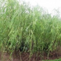 供應(yīng)速生柳