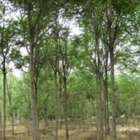 供應(yīng)千頭椿