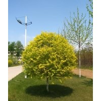 矮干金葉榆哪里的苗子成活率高