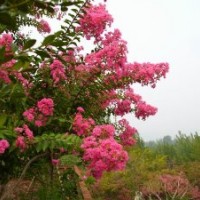 紅葉李，嫁接紅楓，欒樹(shù)，紫薇，櫻花，樂(lè)昌含笑，香泡，楊梅