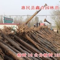 專供北京萬畝造林工程用苗白蠟國槐榆樹柳樹