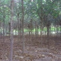 大量供應(yīng)毛白楊，速生楊，國槐，白蠟，柳樹，法桐，榆樹。