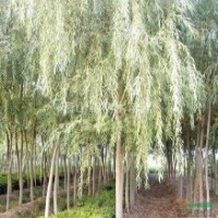 山東速生柳樹山東榆樹山東刺槐苗木基地山東萬盛苗木基地