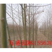 山東竹柳 山東榆樹 山東旱柳 山東萬盛苗木基地