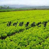 黃金葉產(chǎn)地直銷