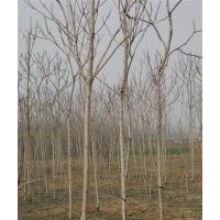 供應(yīng) 柳樹 速生國槐 速生白蠟 椿樹 毛白楊