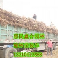 供應(yīng)新疆榆樹(shù)小苗、新疆榆樹(shù)小苗價(jià)格、新疆榆樹(shù)小苗供應(yīng)商