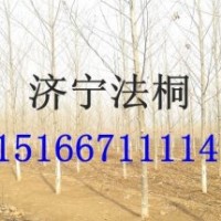 供法桐-速生法桐-法桐小苗-8公分-10公分速生法桐樹