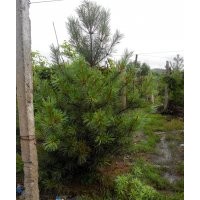 紅松定植2-3米2萬