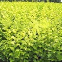 金葉女貞|陜西營養(yǎng)缽金葉女貞空前熱銷|歡迎洽談