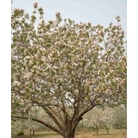 優(yōu)質(zhì)八棱海棠樹