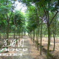 10公分欒樹價(jià)格,12公分欒樹價(jià)格,15公分欒樹價(jià)格