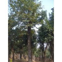 苗木湖北香樟樹,湖北香泡香櫞柚子樹,湖北樸樹