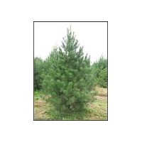 白皮松 油松苗 側(cè)柏苗 華山松