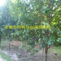 供應(yīng)各種規(guī)格的紅白黃玉蘭