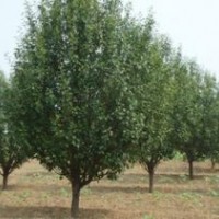 八棱海棠樹管理技術(shù)