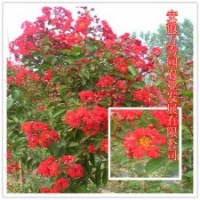 紅火箭紫薇基地|紅火箭紫薇小苗