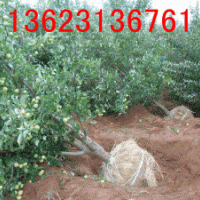 河北八棱海棠樹，秋冬季供應(yīng)