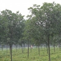 大量供應(yīng)丹桂 四川丹桂價(jià)格 各種規(guī)格丹桂