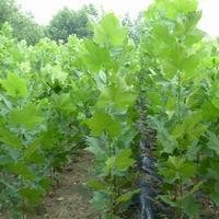 法桐小苗 2米以下3元