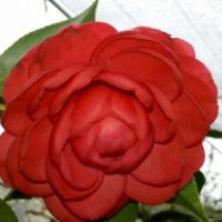 什么地方有批發(fā)山茶花