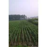 秋季白蠟預(yù)定開始了