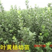 2013秋季大葉黃楊 冬青