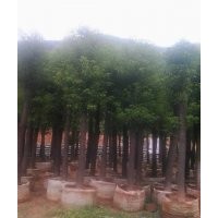 香樟樹(shù)7-8袋苗