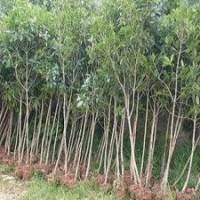 自產(chǎn)自銷10公分湖南桂花樹，12公分湖南桂花行道樹批發(fā)特價