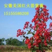 紅火箭紫薇宣城基地育苗方法