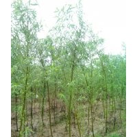 供應優(yōu)質(zhì)竹柳