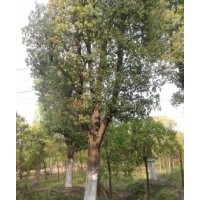 長期供應(yīng)光桿香樟，截桿幾年香樟，骨架香樟