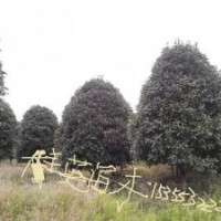 批發(fā)上海精品桂花價格 江蘇桂花最新價格咨詢 浙江桂花批發(fā)商