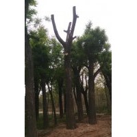 國槐、白皮松、紫薇、紫荊、龍柏、塔柏、紫葉矮櫻、金葉女貞、紅